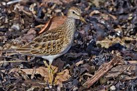 Image result for Calidris melanotos