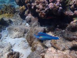 Image result for Scarus taeniopterus