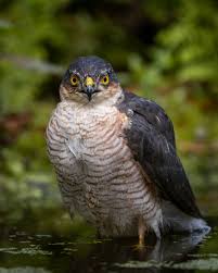 Attēlu rezultāti vaicājumam “Accipiter nisus”