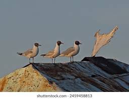 Attēlu rezultāti vaicājumam “Larus ridibundus adult”