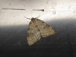 Attēlu rezultāti vaicājumam “Epirrita sp.”