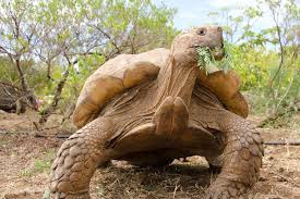 Attēlu rezultāti vaicājumam “Laurilia sulcata”