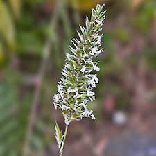 Attēlu rezultāti vaicājumam “Anthoxanthum odoratum flower”