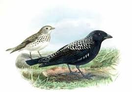 Image result for Melanocorypha yeltoniensis