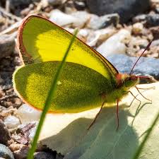 Attēlu rezultāti vaicājumam “Colias palaeno female”