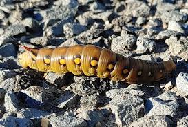 Attēlu rezultāti vaicājumam “Hyles gallii imago”