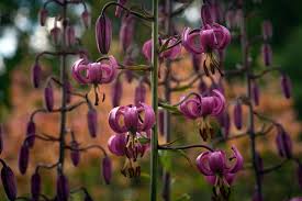 Attēlu rezultāti vaicājumam “Lilium martagon leaf”