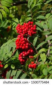 Attēlu rezultāti vaicājumam “Sorbus aucuparia fruit”