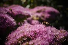 Image result for Chrysanthemum spectabile