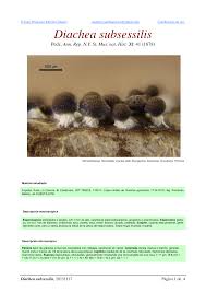 Attēlu rezultāti vaicājumam “Diachea subsessilis”