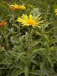 Image result for Inula hirta