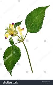 Attēlu rezultāti vaicājumam “Galeopsis speciosa leaf”