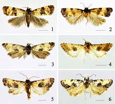 Attēlu rezultāti vaicājumam “Cochylis dubitana”