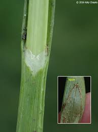 Attēlu rezultāti vaicājumam “Carex pseudocyperus fruit”