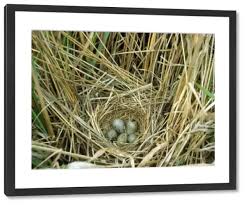 Attēlu rezultāti vaicājumam “Emberiza schoeniclus nest”