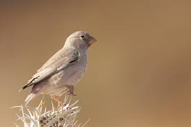 Image result for Bucanetes githagineus