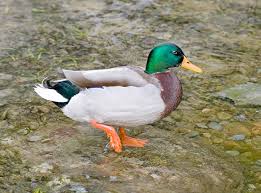 Attēlu rezultāti vaicājumam “Anas platyrhynchos male”