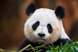 Image result for pandas