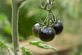 Afbeeldingsresultaat voor debarro black tomato