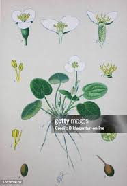 Attēlu rezultāti vaicājumam “Hydrocharis morsus-ranae flower”