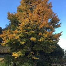 Attēlu rezultāti vaicājumam “Ulmus minor f. suberosa”
