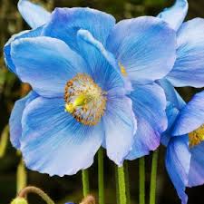 Image result for Meconopsis betonicifolia alba