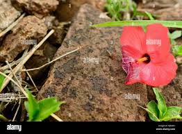 Image result for Abelmoschus moschatus