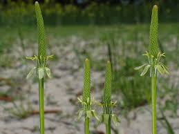 Attēlu rezultāti vaicājumam “Myosurus minimus”