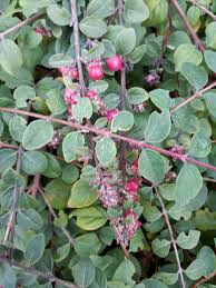 Attēlu rezultāti vaicājumam “Symphoricarpos x chenaultii”