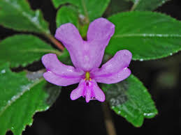 Attēlu rezultāti vaicājumam “Balsaminaceae”