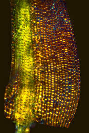 Attēlu rezultāti vaicājumam “Dicranum flagellare”