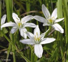 Attēlu rezultāti vaicājumam “Ornithogalum umbellatum flower”