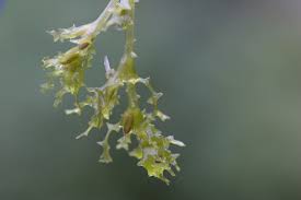 Attēlu rezultāti vaicājumam “Najadaceae”
