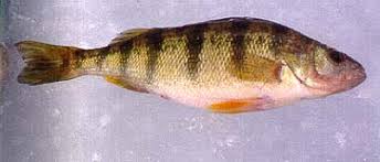 Image result for Perca flavescens