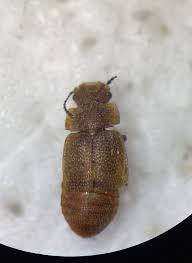 Attēlu rezultāti vaicājumam “Linaeidea aenea”