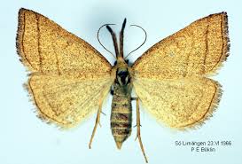 Attēlu rezultāti vaicājumam “Polypogon tentacularius”