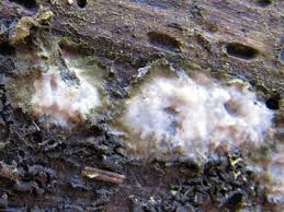 Attēlu rezultāti vaicājumam “Radulomyces confluens”