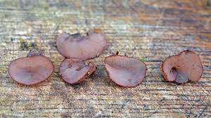 Attēlu rezultāti vaicājumam “Ascocoryne cylichnium”