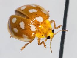 Attēlu rezultāti vaicājumam “Halyzia sedecimguttata”