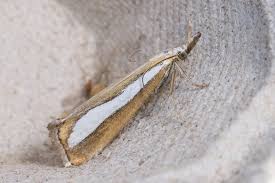 Attēlu rezultāti vaicājumam “Catoptria margaritella”