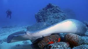 Image result for Bathytoshia centroura