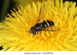 Attēlu rezultāti vaicājumam “Dasysyrphus tricinctus”