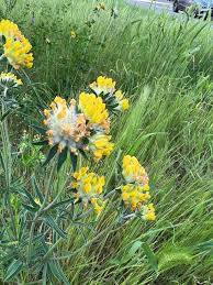 Attēlu rezultāti vaicājumam “Anthyllis maritima”