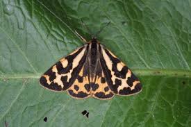 Attēlu rezultāti vaicājumam “Parasemia plantaginis”