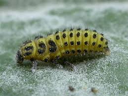 Attēlu rezultāti vaicājumam “Psyllobora vigintiduopunctata larva”