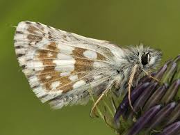 Attēlu rezultāti vaicājumam “Pyrgus serratulae”