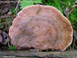 Attēlu rezultāti vaicājumam “Hapalopilus nidulans”