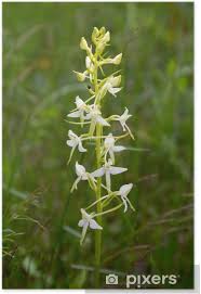 Attēlu rezultāti vaicājumam “Platanthera bifolia flower”