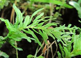 Attēlu rezultāti vaicājumam “Plagiomnium undulatum”