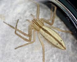 Attēlu rezultāti vaicājumam “Tibellus oblongus”